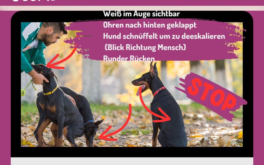 #42 Selbstwirksamkeit im Hundetraining: Tipps aus unserem Podcast