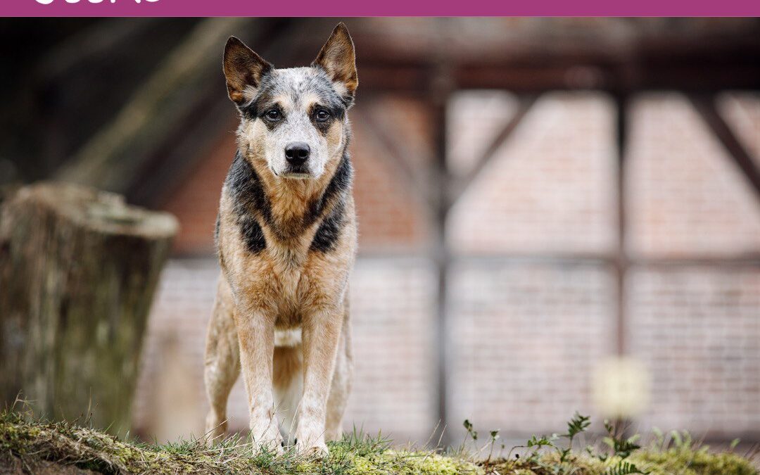 #14 So unterstützt du deinen älteren Hund optimal