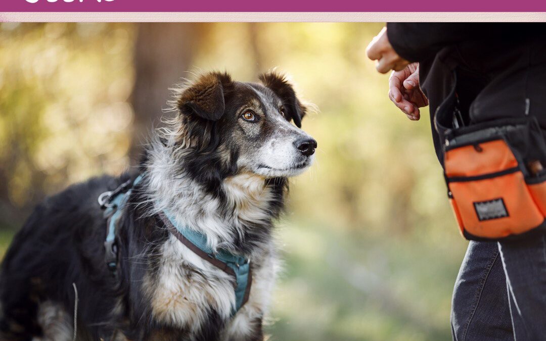 #7 Ethik im Hundetraining: Was ist erlaubt und was nicht?