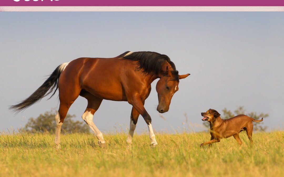 #6 Hund vs. Pferd: Training ohne Dominanz