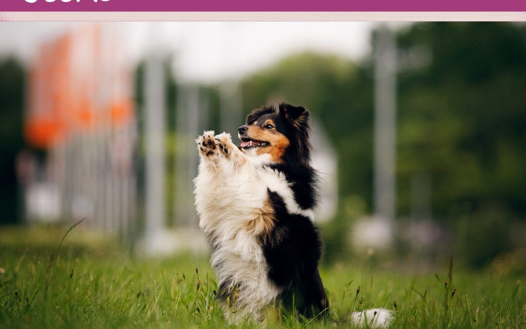 #4 Hundetypen und ihre Wirkung auf dein Umfeld