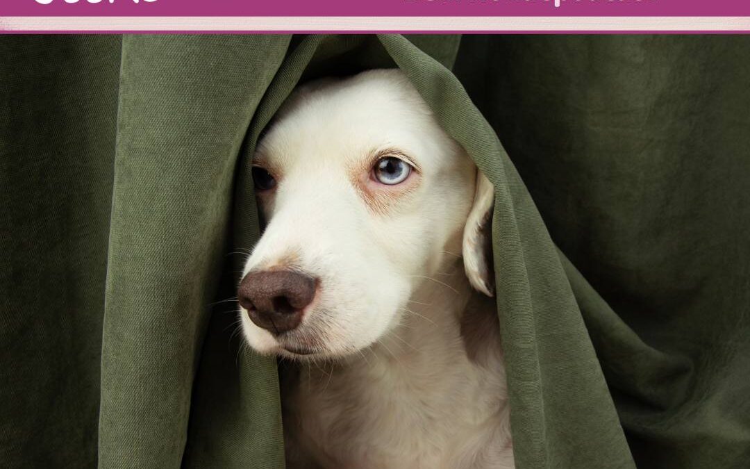 #69 Tipps gegen Ticks: Hilfe für deinen Hund