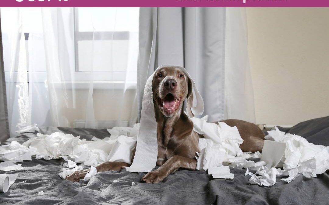 #70 Hundespiel: Mehr als nur Spaß für Dein Tier