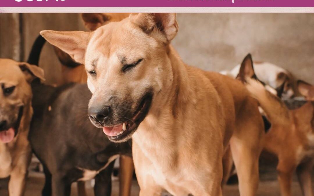 #73 Vor Ort helfen: FAM for Dogs e.V. und der Wandel für Straßenhunde in Indonesien