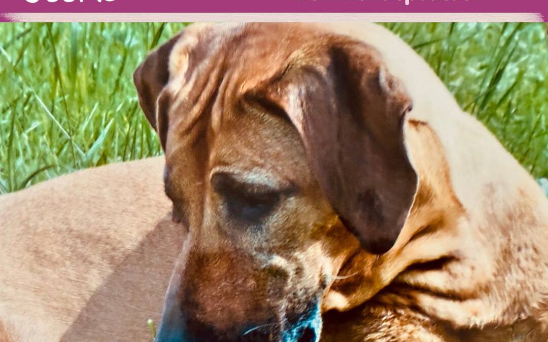 #74 True Dog-Story Tonka der Löwenhund – eine Geschichte von Liebe, Jagd und Demut