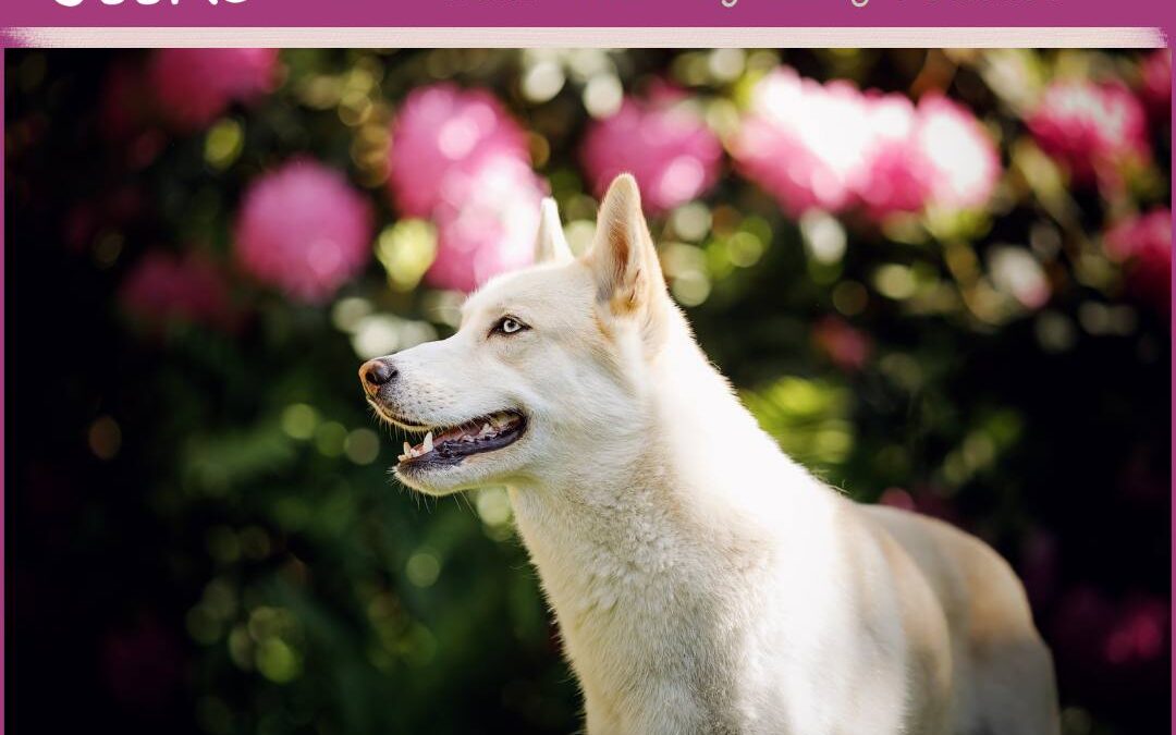 #75 Sky: Zwischen Herz und Bauchgefühl – True Dog Story im Hundepodcast