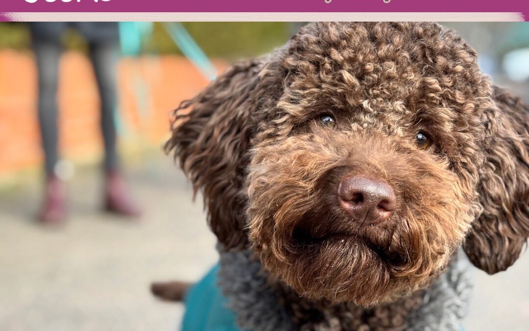 #76 Junghund Luis & Ressourcenverteidigung: Sylvia & Julia im Gespräch | DogGeeks Podcast