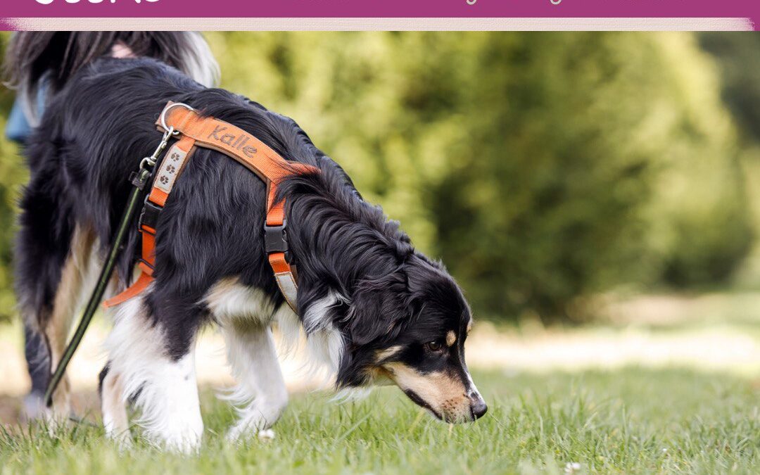 #77 True Dog Story im Podcast Hundegesabbel: Kalle – vom Bauernhofwelpen zum gelassenen Familienhund