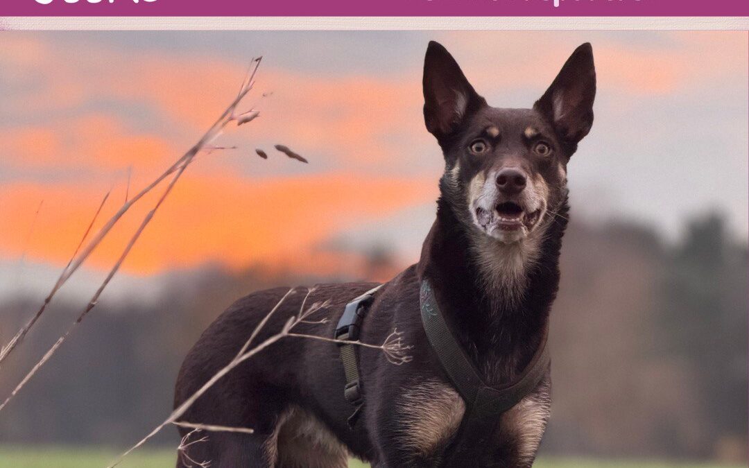 #78 Hundegesabbel  Arbeitsweisen der Hundetypen für mehr Wohlbefinden nutzen